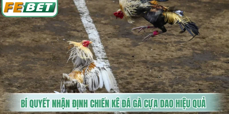 Bí quyết nhận định chiến kê đá gà cựa dao hiệu quả
