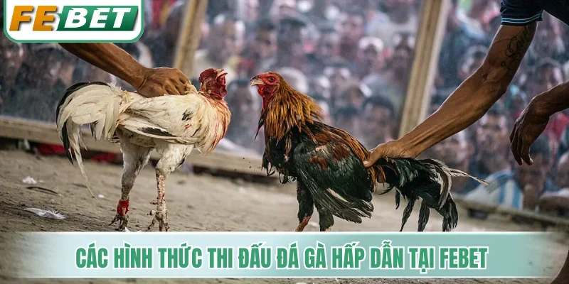 Các hình thức thi đấu đá gà hấp dẫn tại Febet