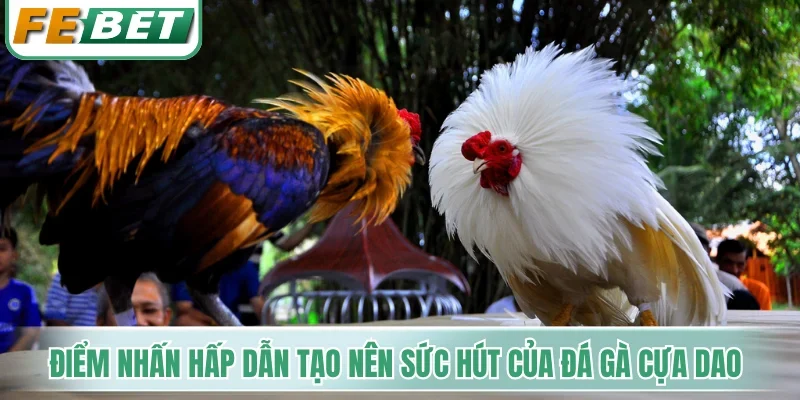 Điểm nhấn hấp dẫn tạo nên sức hút của đá gà cựa dao