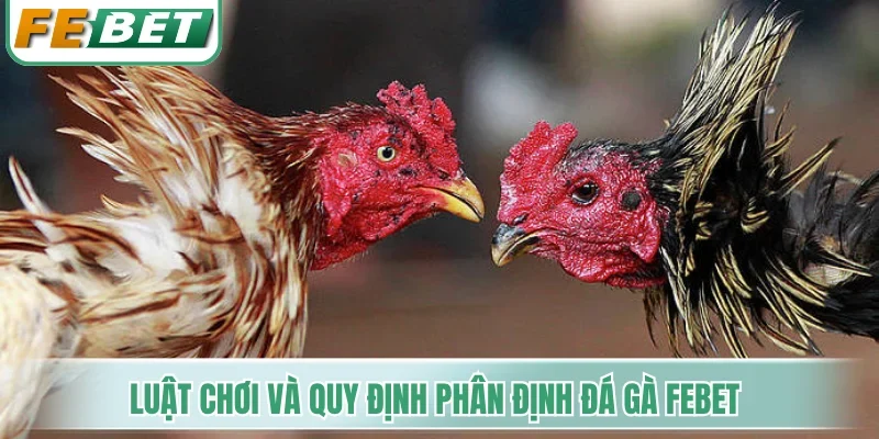 Luật chơi và quy định phân định đá gà Febet
