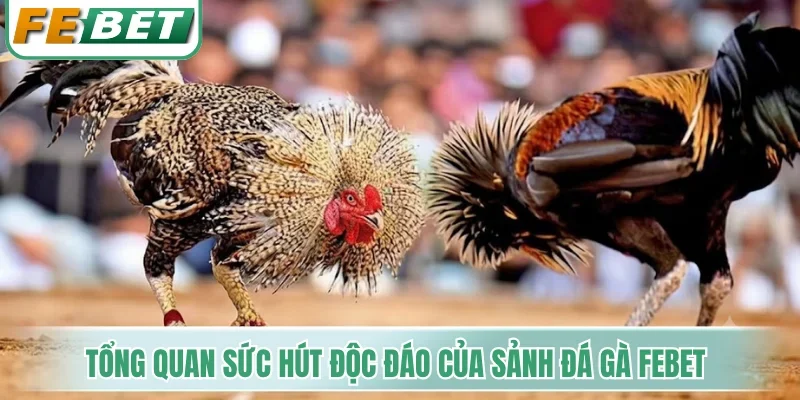Tổng quan sức hút độc đáo của sảnh đá gà Febet
